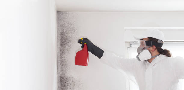 Best Residential Mold Remediation in Cleveland, TN